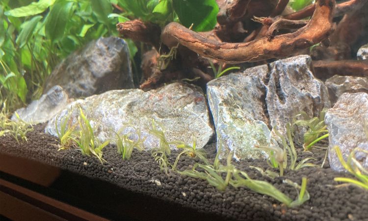 Helanthium Tenellum ‘Green’