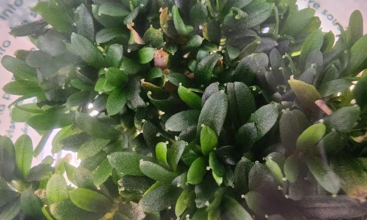 Bucephalandra ‘Kedagang Mini’ or ‘Mini Needle Leaf’