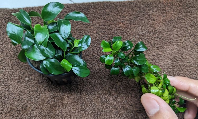 Anubias Nana ‘Petite’