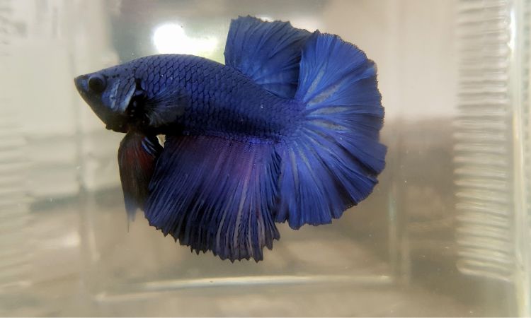 Halfmoon Betta Colors and Tail Variations