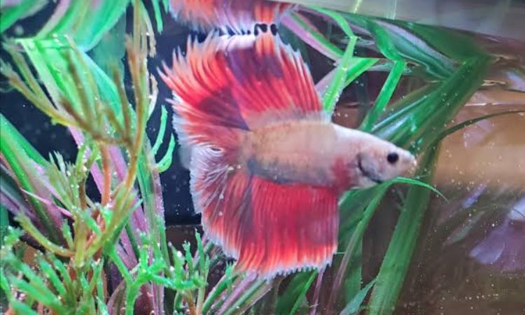Halfmoon Betta