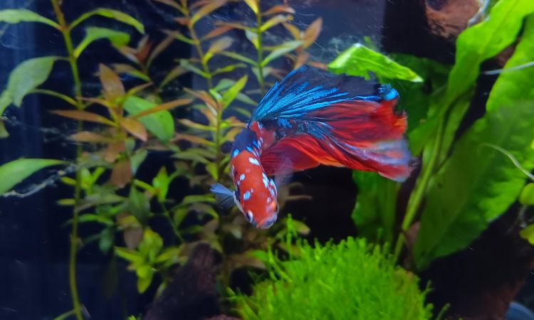 Halfmoon Betta