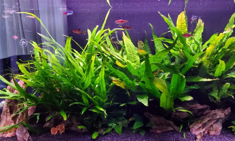 Java Fern