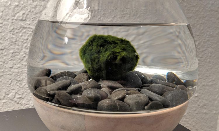 Marimo Moss Ball