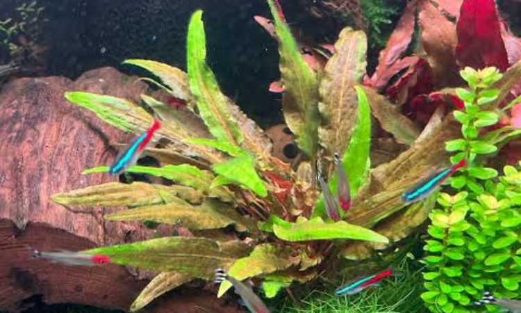 Cryptocoryne Wendtii