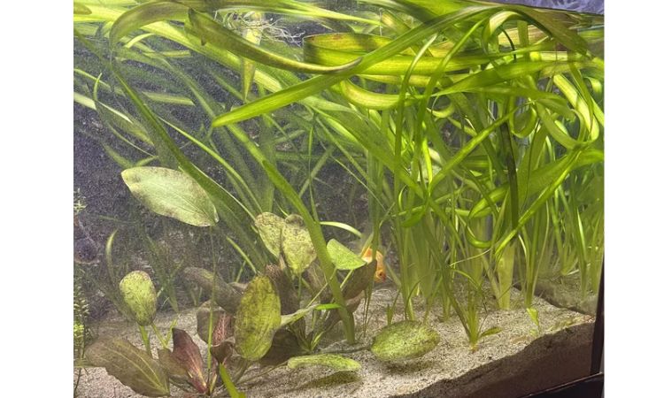 Vallisneria / Eelgrass
