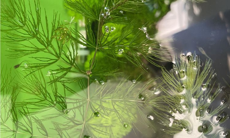 Hornwort
