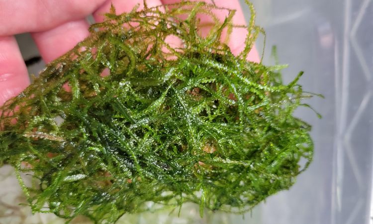 Java Moss