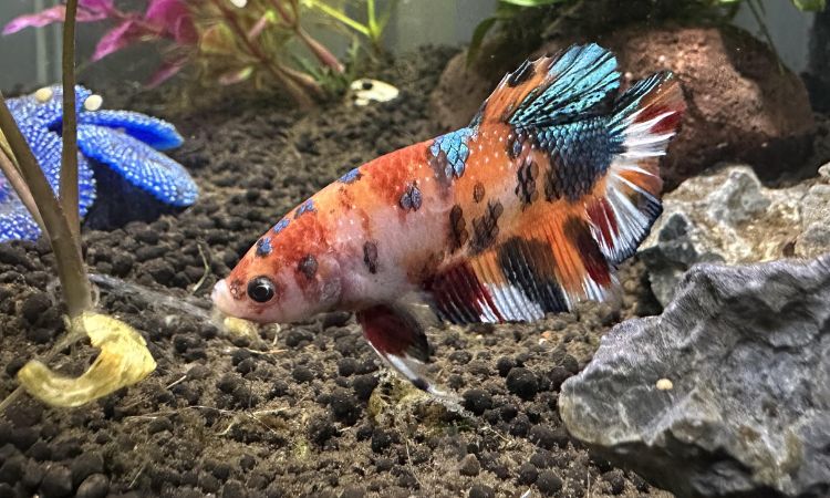 Essential Habitat and Tank Setup