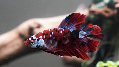 Koi Betta