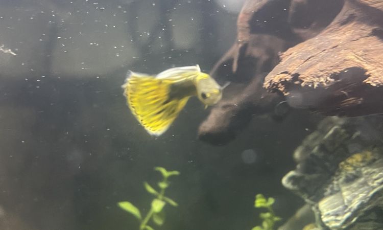 Managing Common Leopard Guppy Health Problems