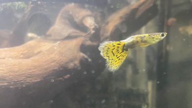 Leopard Guppy