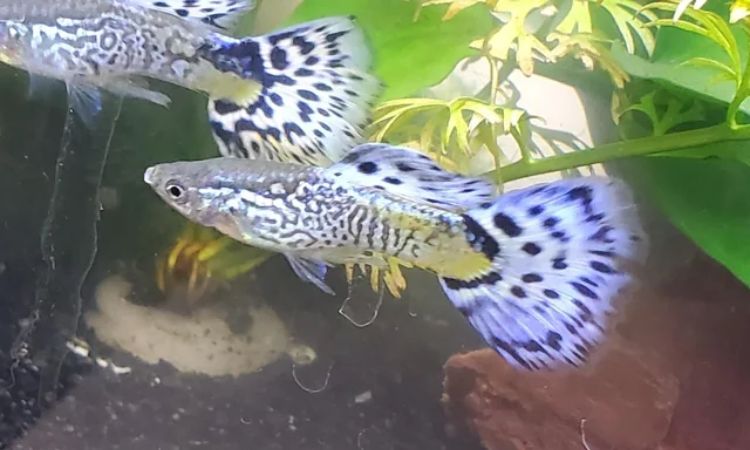 Average Size and Lifespan Under Optimal Aquarium Conditions