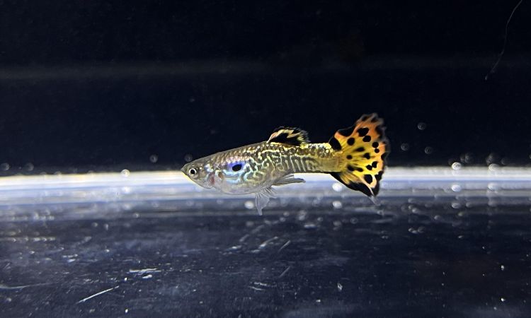 Leopard Guppy Diet and Nutrition