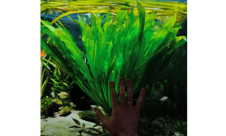 Java Fern