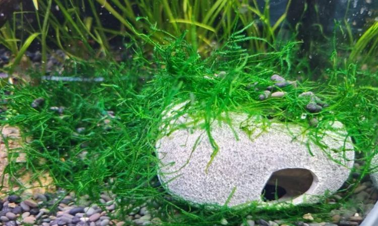Java Moss