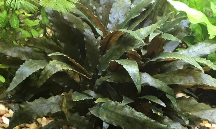 Cryptocoryne wendtii