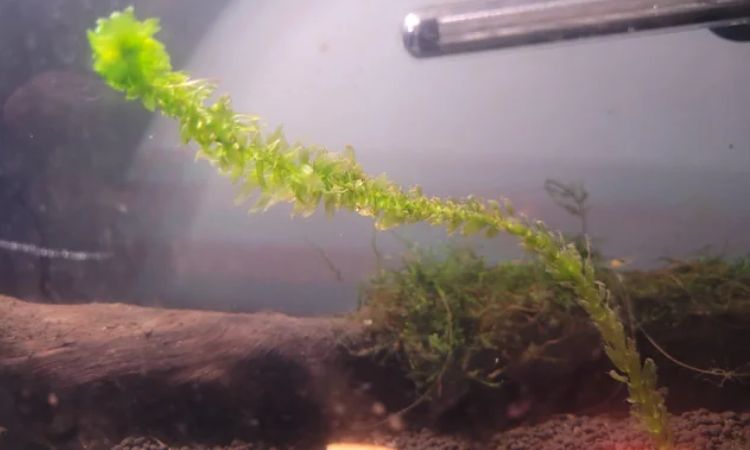 Anacharis / Waterweed