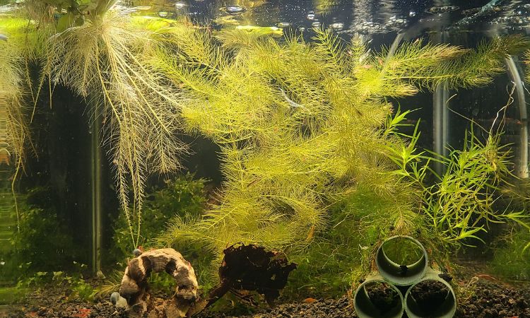 Hornwort