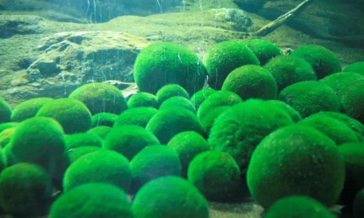Marimo Moss Balls
