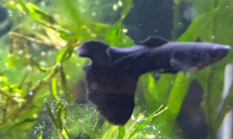Moscow Black Guppy