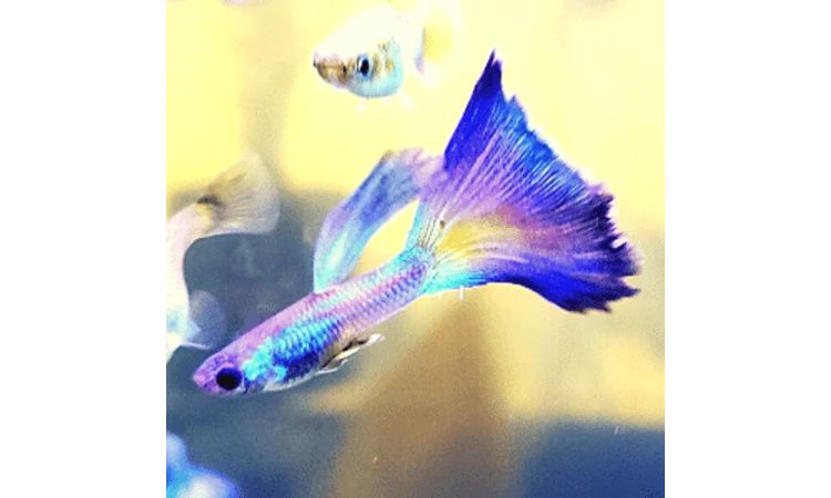 Moscow Blue Guppy