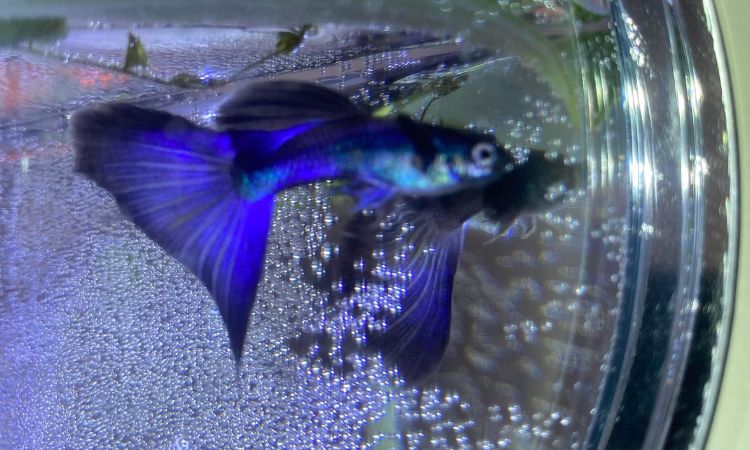 Moscow Purple Guppy