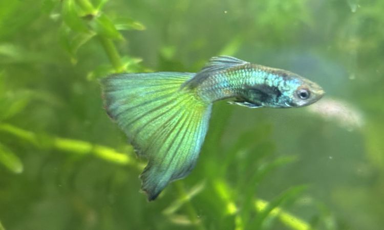 Moscow Green Guppy