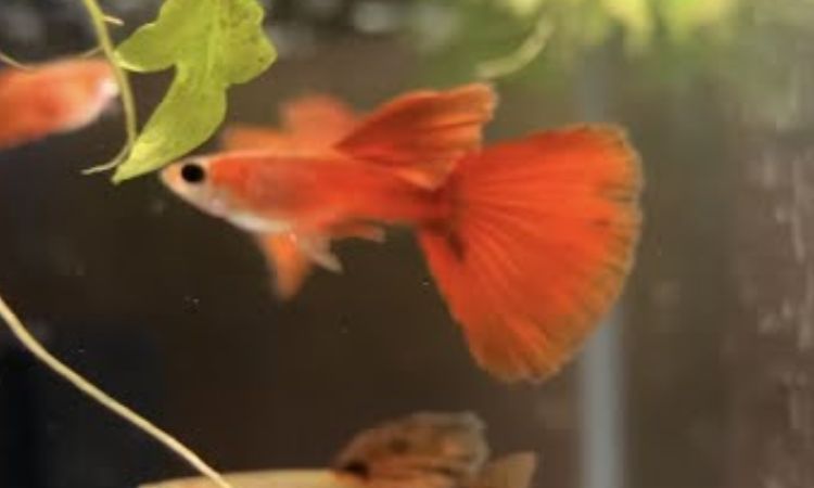Moscow Red Guppy