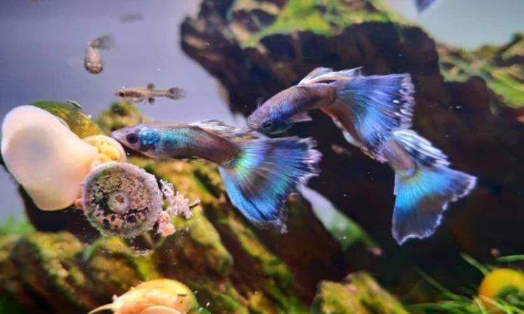 Complete Care Guide and Tank Setup