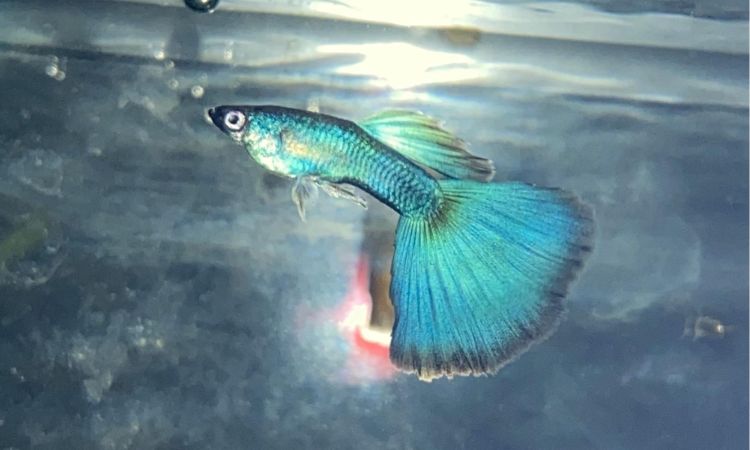 Moscow Guppy