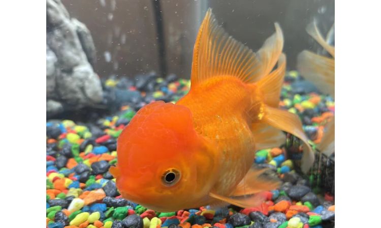 Standard (Common) Oranda