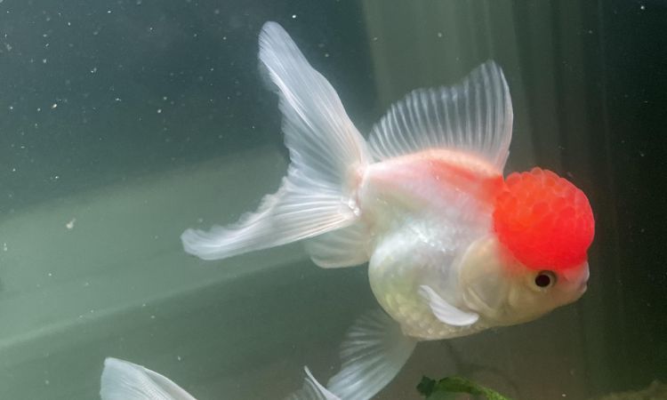 Red Cap Oranda