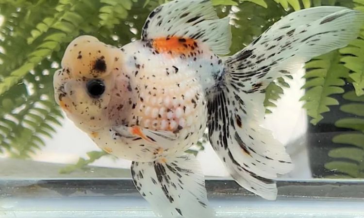 Pearlscale Oranda