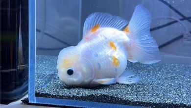 Oranda Goldfish