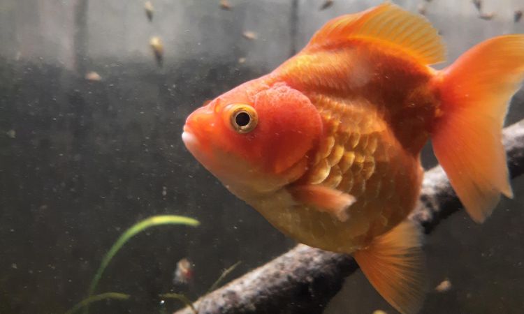 Ryukin-Oranda Hybrid