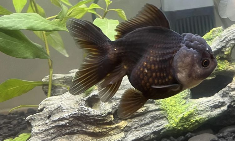 Butterfly-Tail Oranda