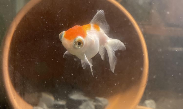 Telescope-Eye Oranda