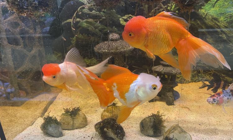 Oranda