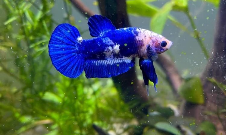 Essential Plakat Betta Tank Setup