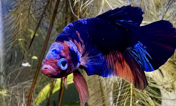 Plakat Betta