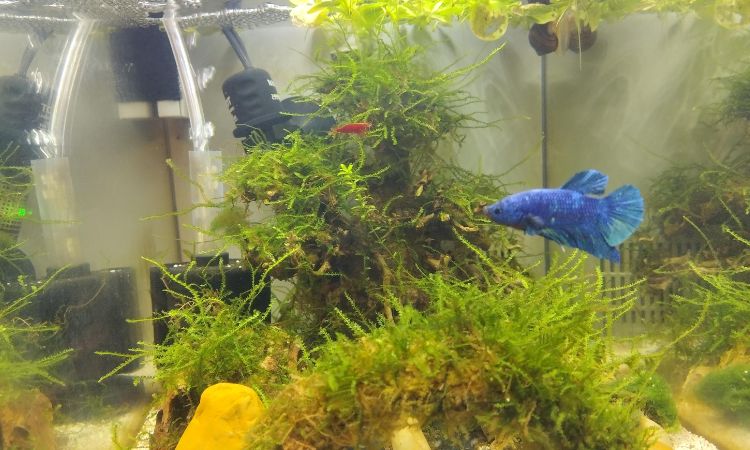Tank Mates and Community Compatibility