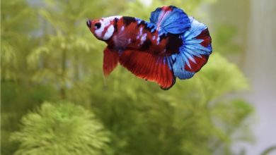 Plakat Betta