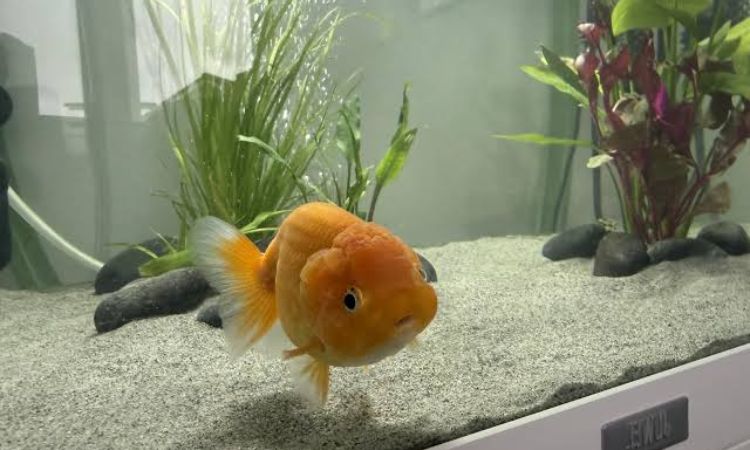 Ranchu Goldfish Care Requirements