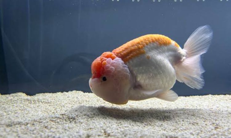 Creating the Ideal Ranchu Environment