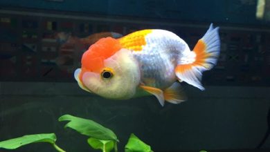 Ranchu Goldfish