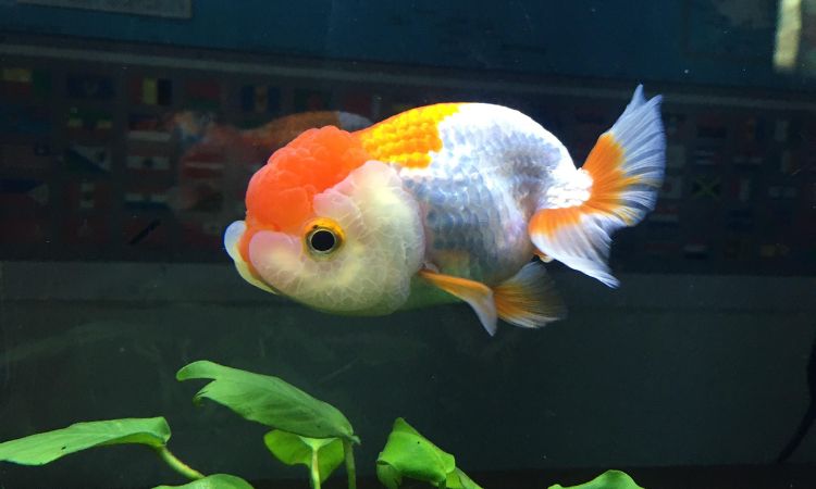 Ranchu Goldfish