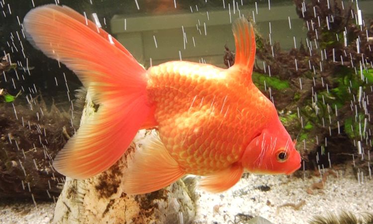 Ryukin Goldfish Tank Setup Requirements