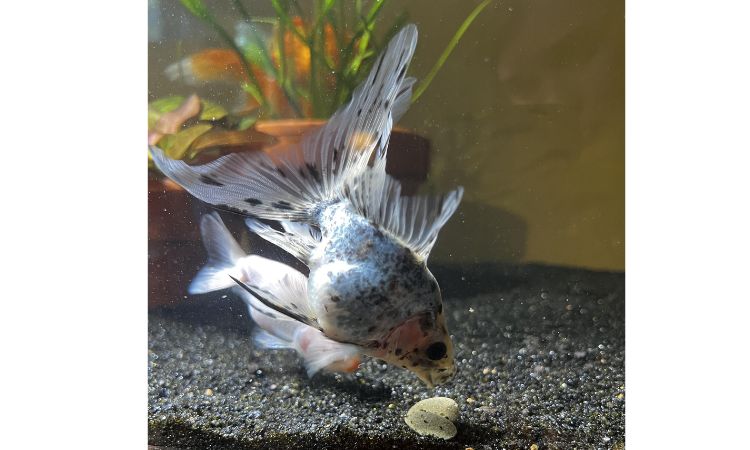 Ryukin Goldfish