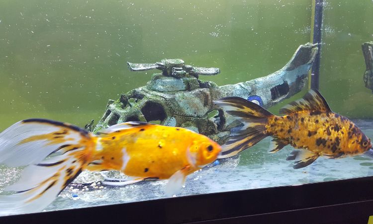 Shubunkin Tank Size Requirements